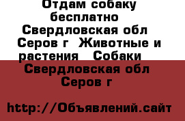 Отдам собаку бесплатно - Свердловская обл., Серов г. Животные и растения » Собаки   . Свердловская обл.,Серов г.